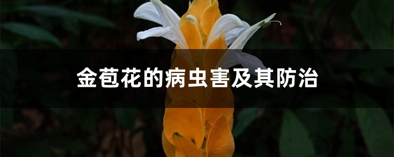 金苞花的病虫害及其防治