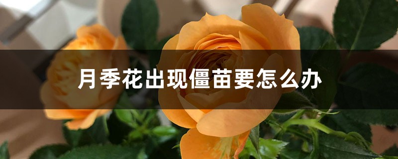 月季花出现僵苗要怎么办