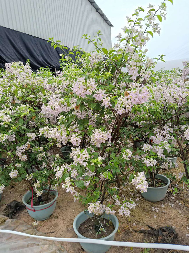 盆栽三角梅 盆栽三角梅