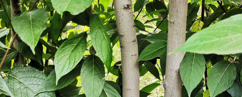 杜仲树的种植前景和价格 杜仲树的种植前景和价格