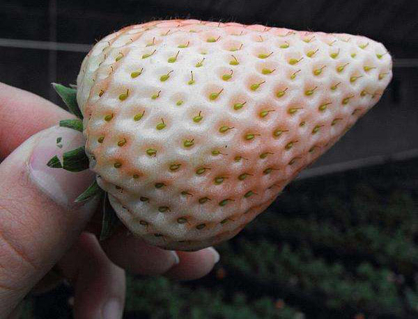 白草莓
