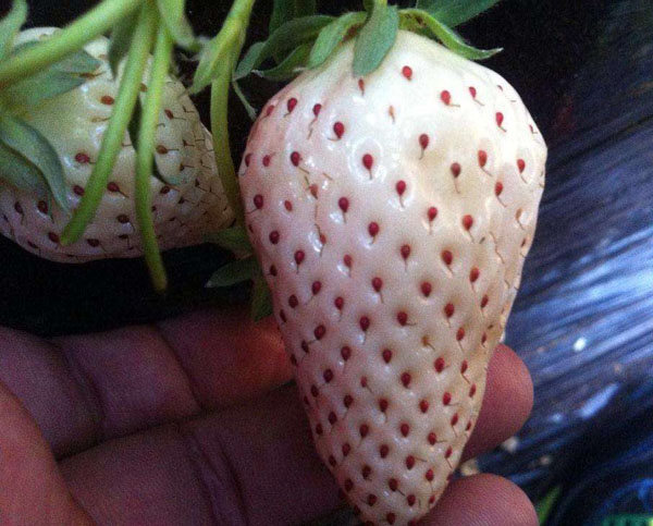 白草莓