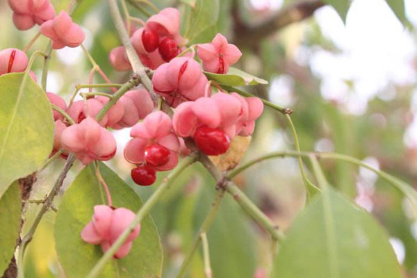 2019年大量种植丝棉木能赚钱吗？