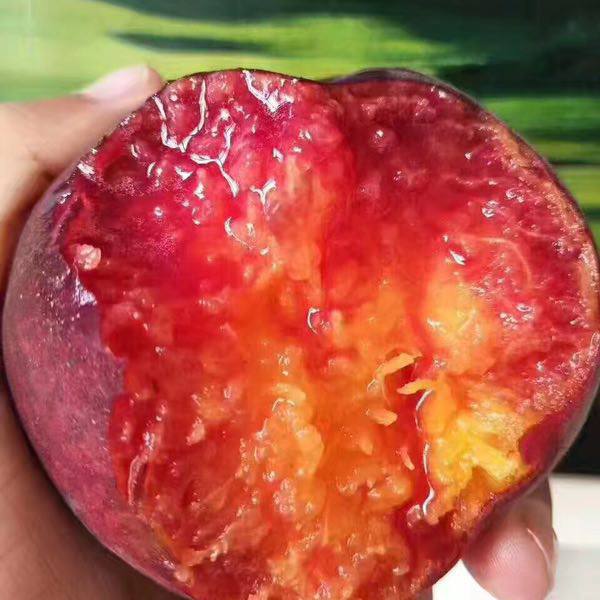黑桃皇后