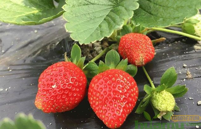 甜宝草莓 甜宝草莓