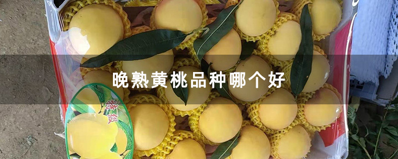 黄桃礼盒