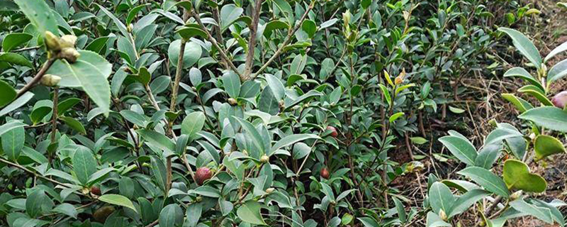 油茶种植前景及效益分析