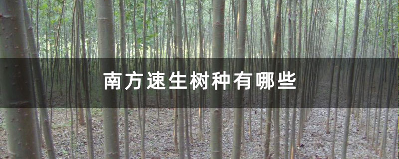 南方速生树种有哪些