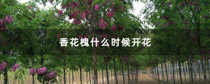 香花槐什么时候开花