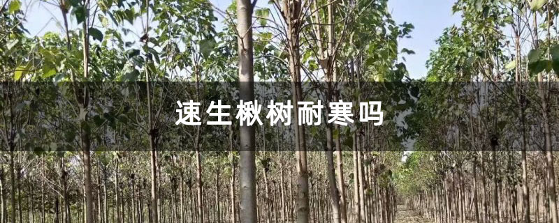 速生楸树耐寒吗