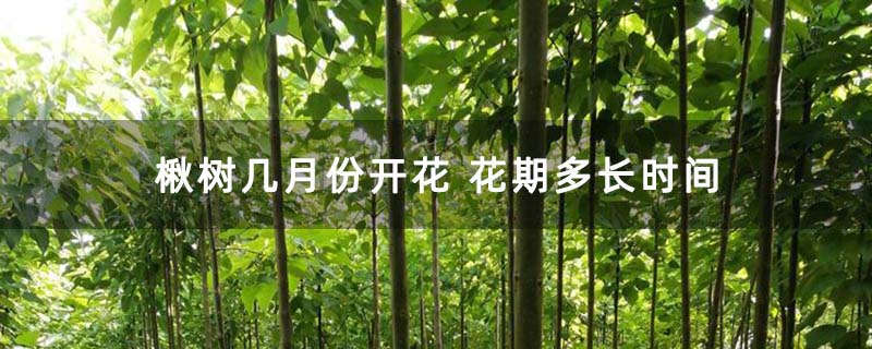 楸树几月份开花 花期多长时间