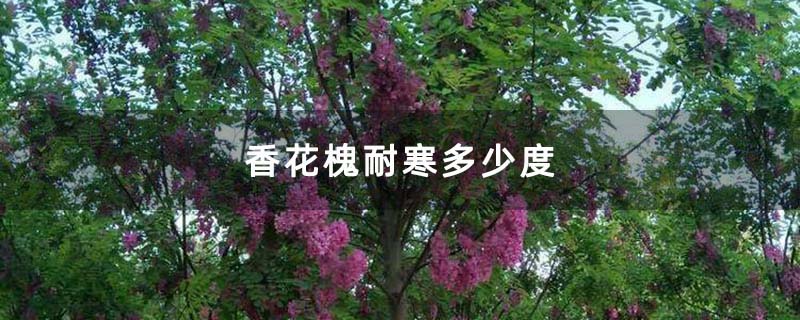 香花槐耐寒多少度