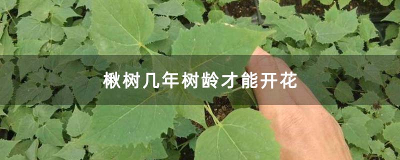 楸树几年树龄才能开花
