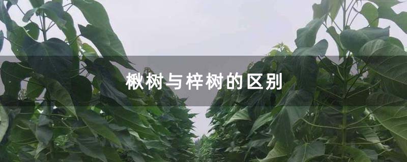 楸树苗