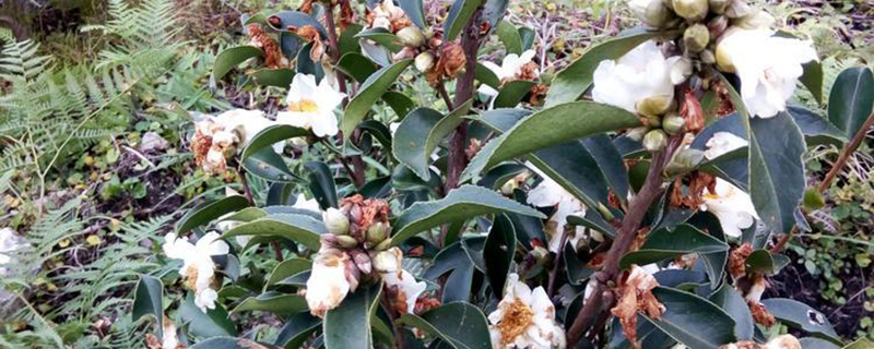 2022年油茶种植前景如何