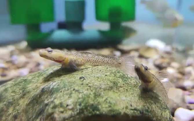 虾虎鱼
