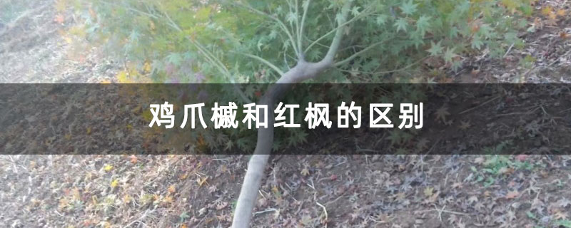 鸡爪槭和红枫的区别