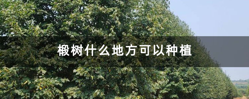 椴树什么地方可以种植