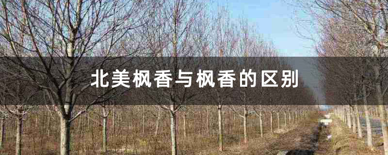 北美枫香与枫香的区别 北美枫香与枫香的区别