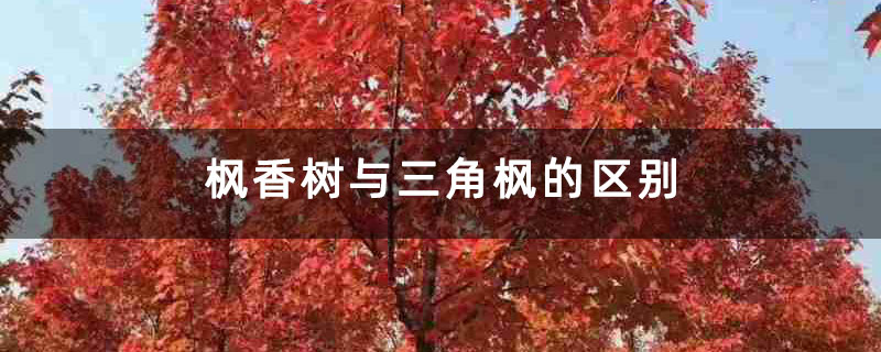 枫香树与三角枫的区别 枫香树与三角枫的区别