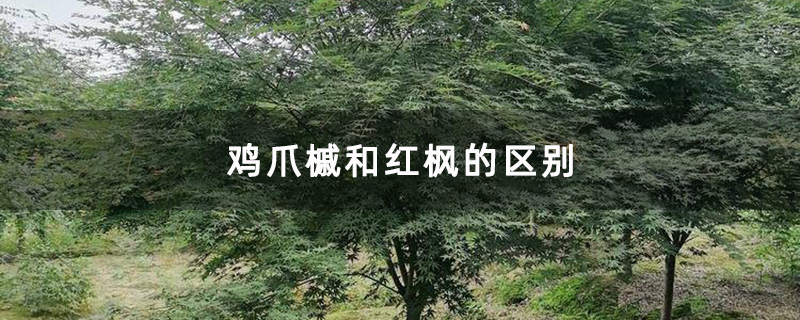 鸡爪槭和红枫的区别