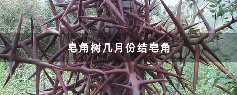结刺的皂角树