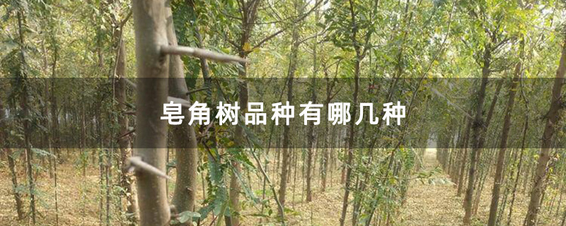 皂角树品种有哪几种