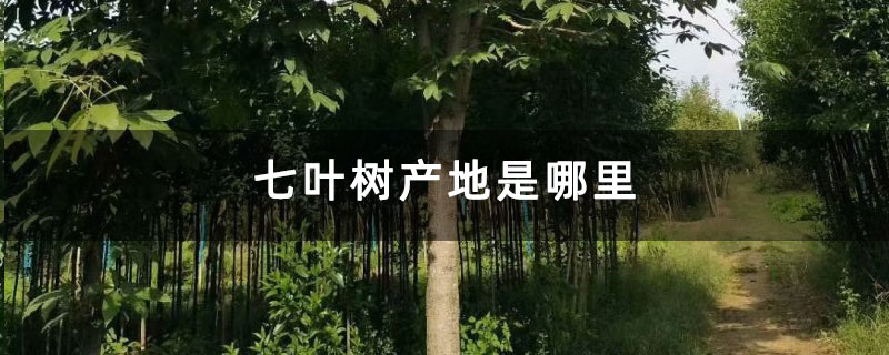 七叶树产地是哪里 七叶树产地是哪里