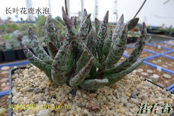 多肉植物水泡怎么养