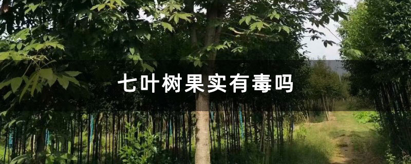 七叶树果实有毒吗 七叶树果实有毒吗