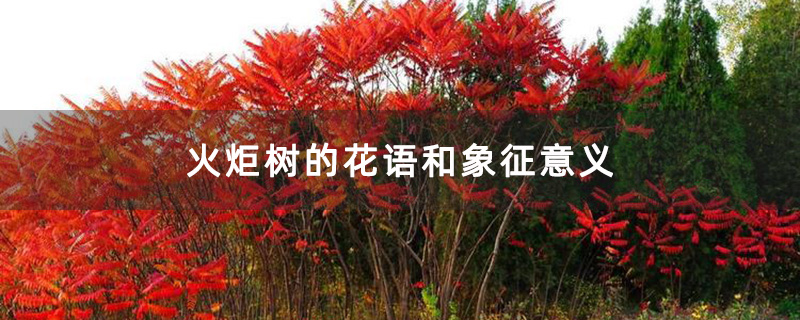 火炬树的花语和象征意义
