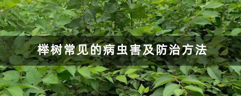 榉树常见的病虫害及防治方法 榉树常见的病虫害及防治方法