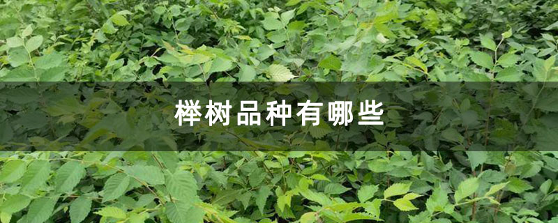 榉树品种有哪些