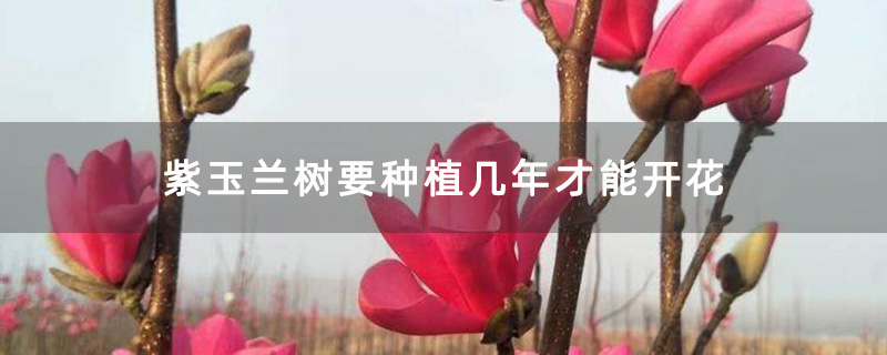 玉兰花