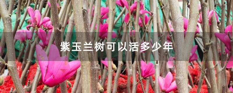 紫玉兰树可以活多少年