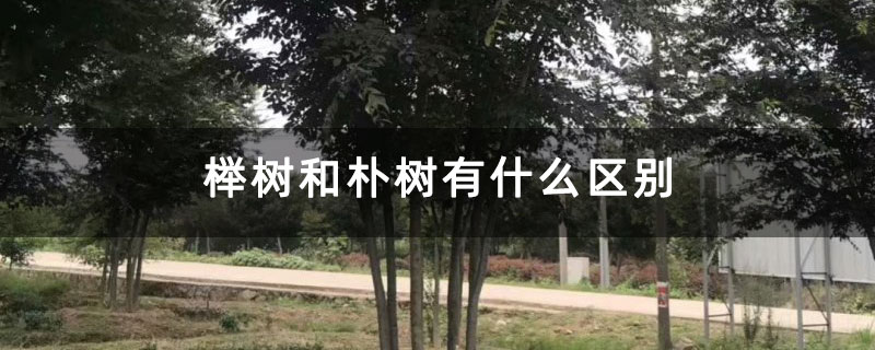 榉树和朴树有什么区别 榉树和朴树有什么区别