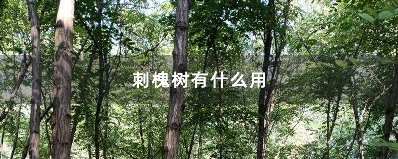 刺槐树