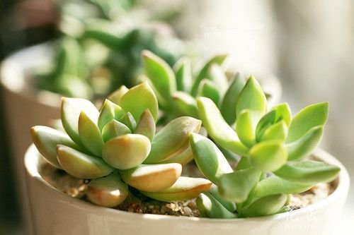 多肉植物定制修根技术简介