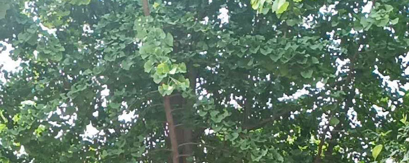 银杏种植前景怎么样 银杏种植前景怎么样