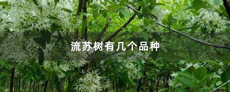 流苏树有几个品种