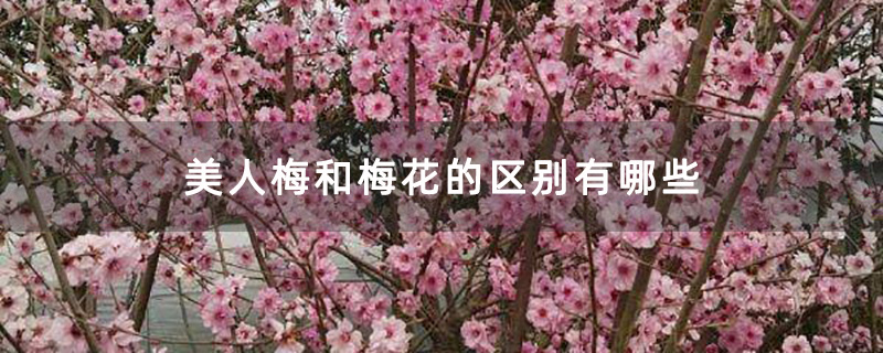 美人梅和梅花的区别有哪些