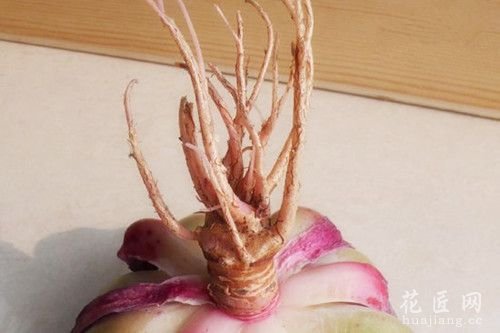 多肉植物定制修根技术简介