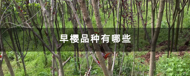 早樱品种有哪些 早樱品种有哪些