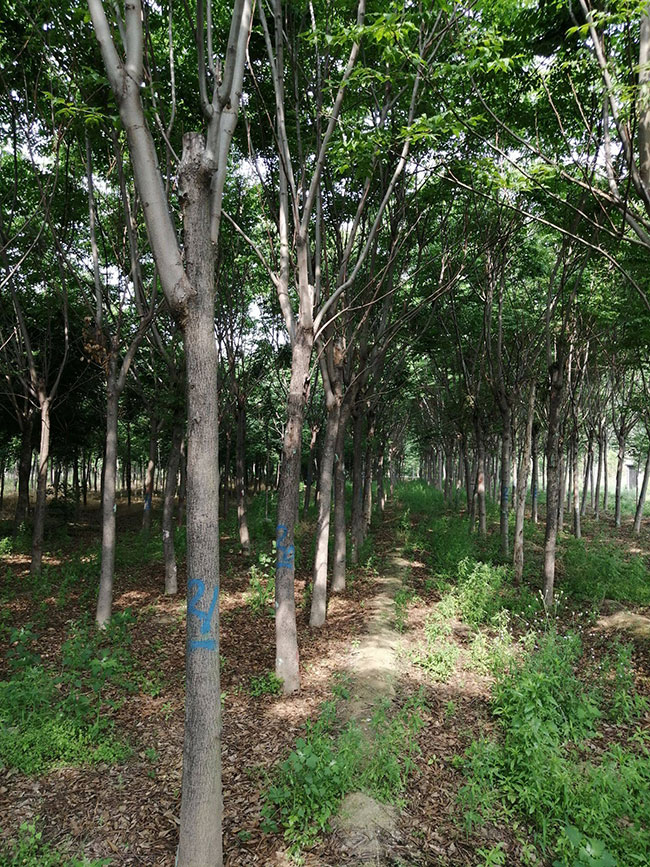 黄山栾树果实什么颜色?黄山栾树果实特点