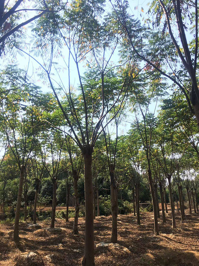 黄山栾树果实能吃吗?黄山栾树果实用途