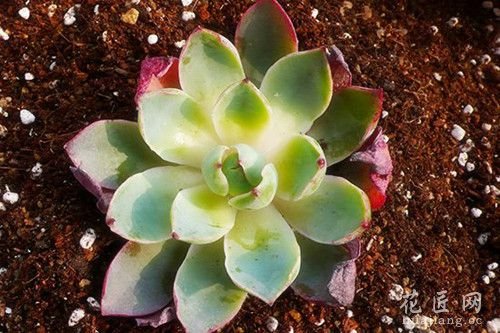 多肉植物定制修根技术简介