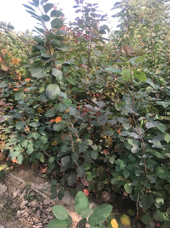 黄栌