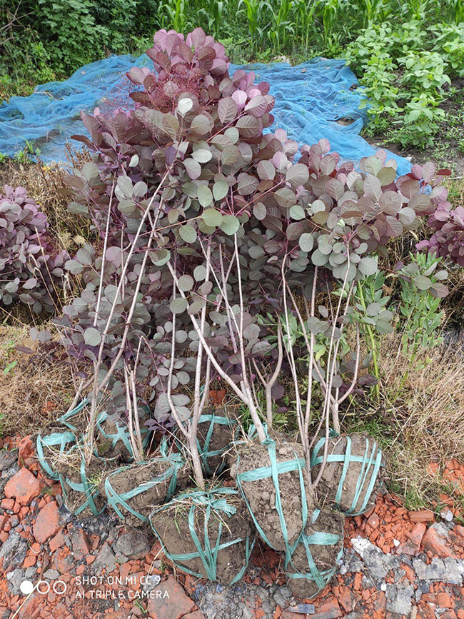 紫叶红栌怎么种?紫叶红栌的种植技术