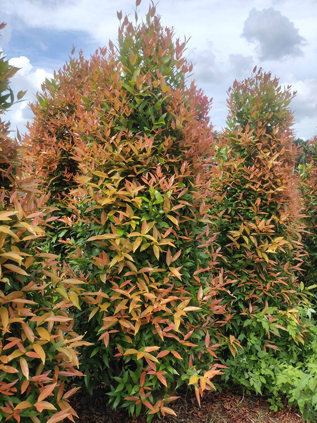 紫叶红栌怎么种?紫叶红栌的种植技术