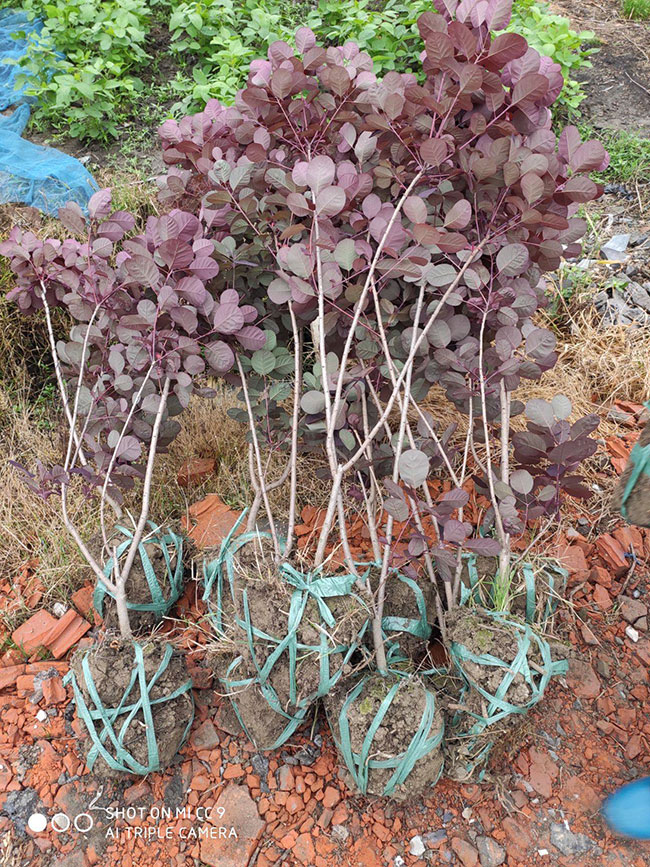 紫叶红栌怎么种?紫叶红栌的种植技术